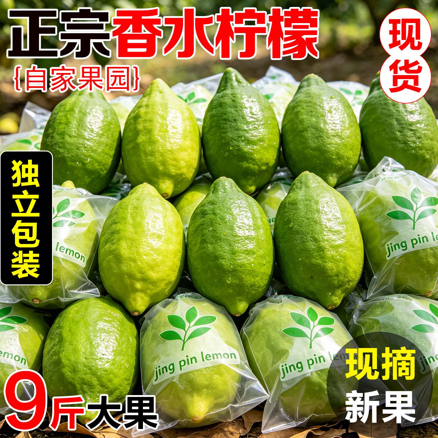 正宗广东香水柠檬现摘当季水果