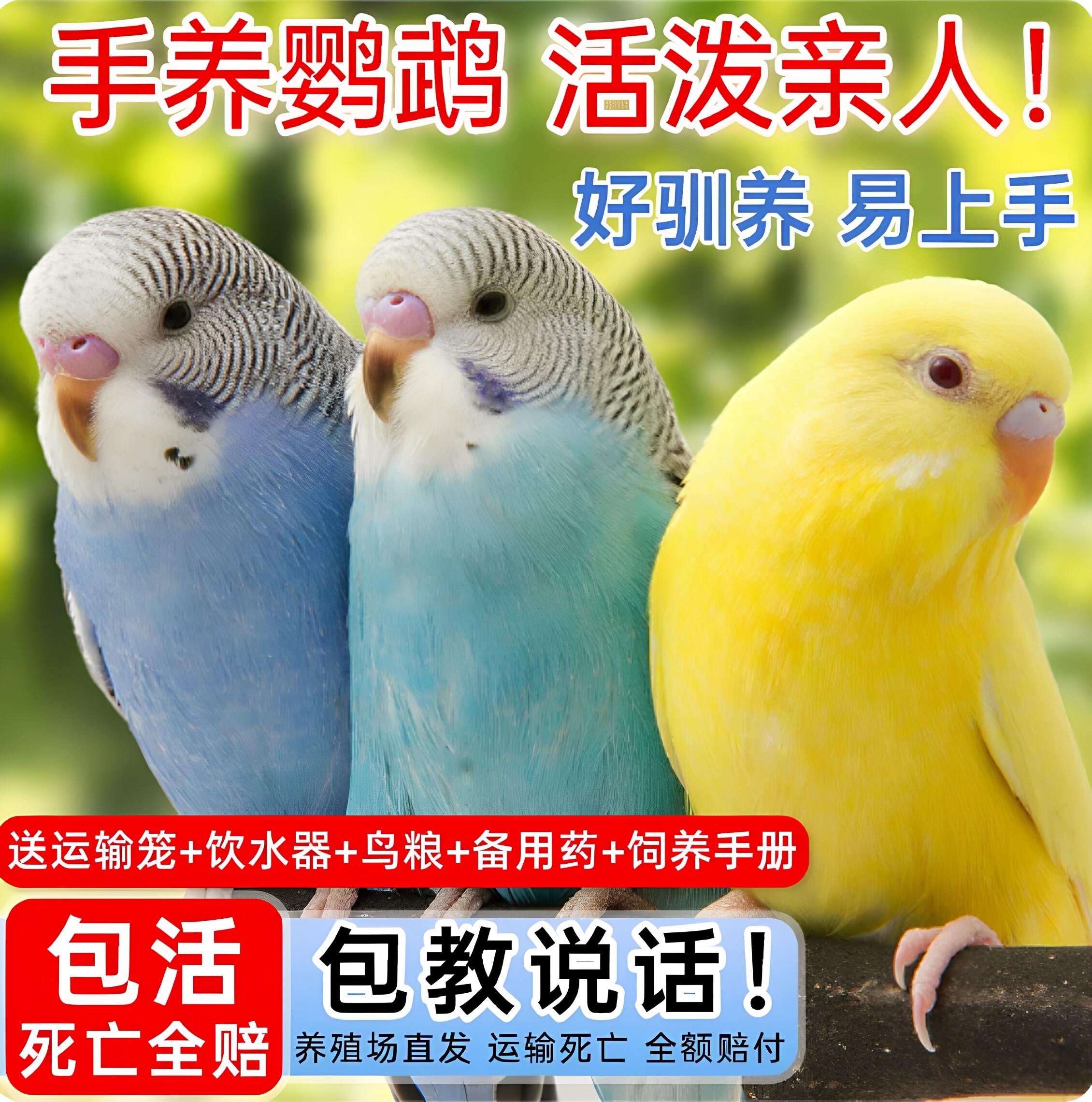 【包学说话】鹦鹉活鸟虎皮鹦鹉鸟类小鸟手养宠物小型鹦鹉一公一母