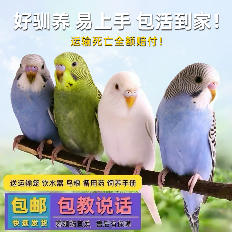 鹦鹉活鸟虎皮鹦鹉鸟类小鸟会学说话的鸟手养宠物小型鹦鹉一公一母