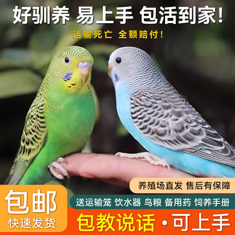 鹦鹉活鸟活物虎皮鹦鹉会学说话的鸟类宠物鸟云斑小型家养小鸟活体