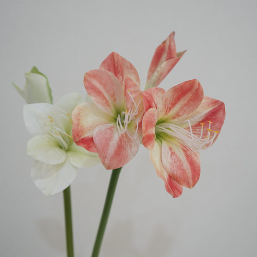 高端仿真花 君子兰假花朱顶红中式插花玄关客厅酒店装饰大堂花艺