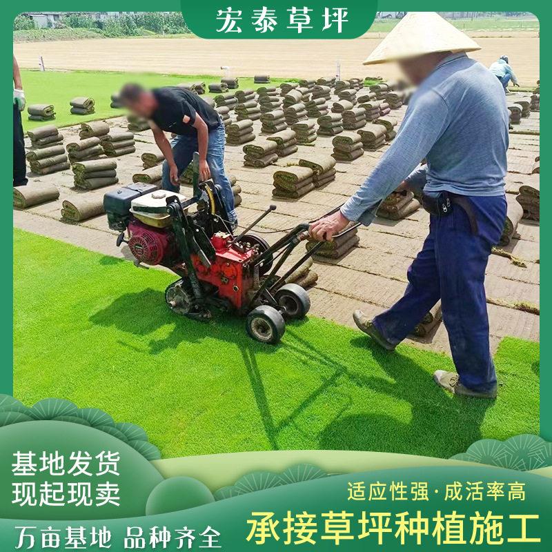 四季青草坪马尼拉真草皮绿化果岭草带泥百慕大真草坪矮麦冬草图片