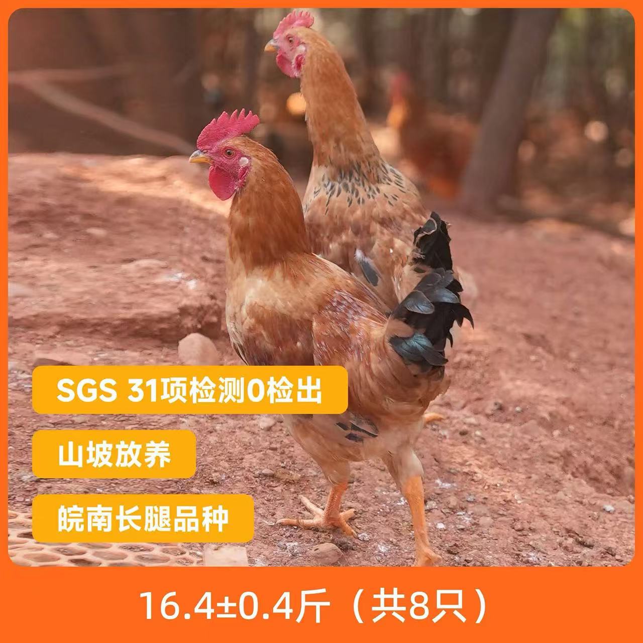 辰颐物语120天长腿小公鸡 丘陵散养土鸡 肉质紧实 爆炒炖汤皆宜