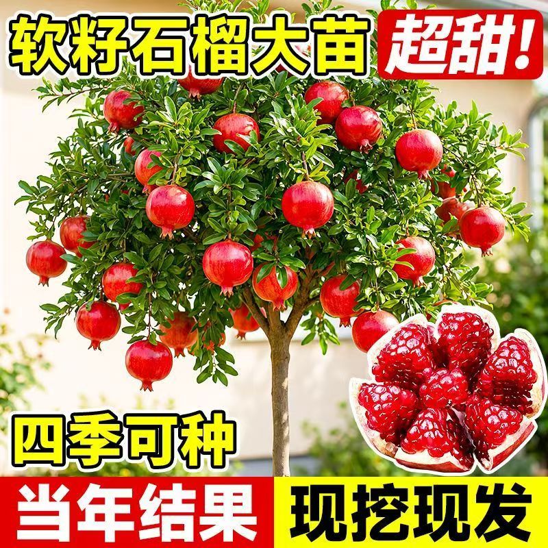 石榴树苗突尼斯软籽无籽蒙阳红石榴苗盆栽地栽南北方种植当年结果