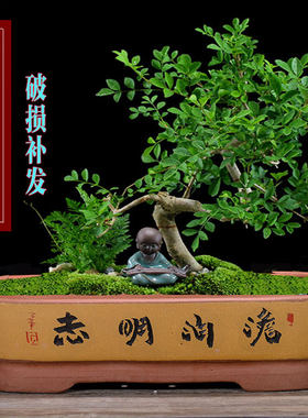 特大紫砂长方形花盆有孔还魂草榕树盆景盆无孔上水石莲花养鱼