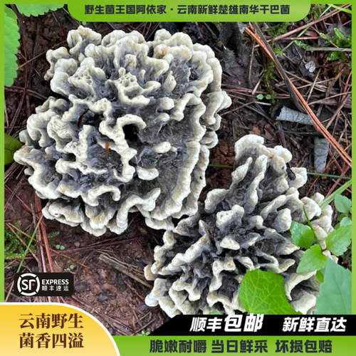 【云南特产野生新鲜干巴菌】正宗野生当季干巴菌爆炒火锅顺丰包邮