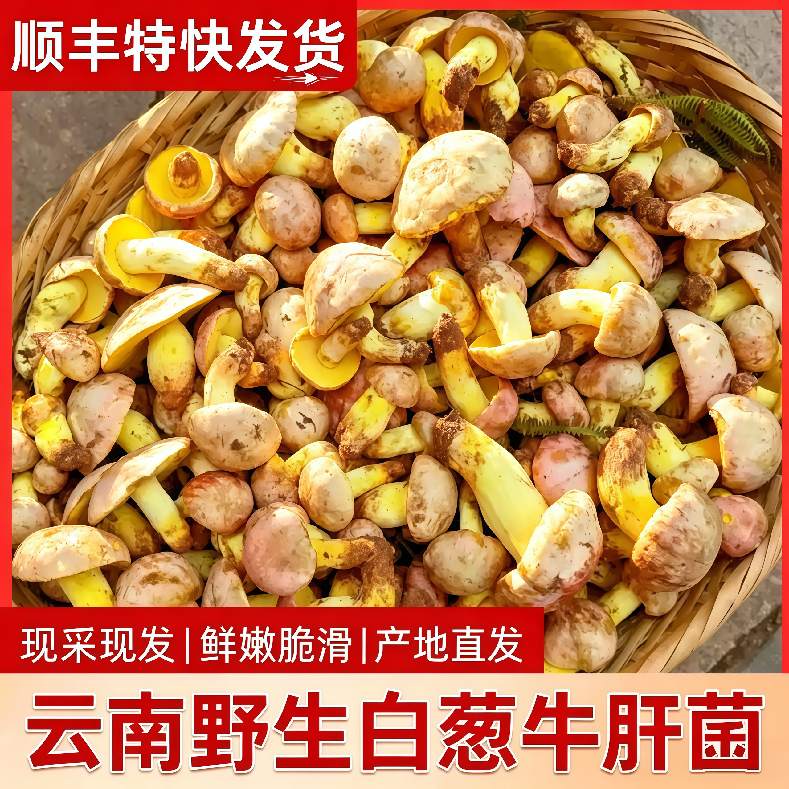 云南野生白葱牛肝菌现采直发
