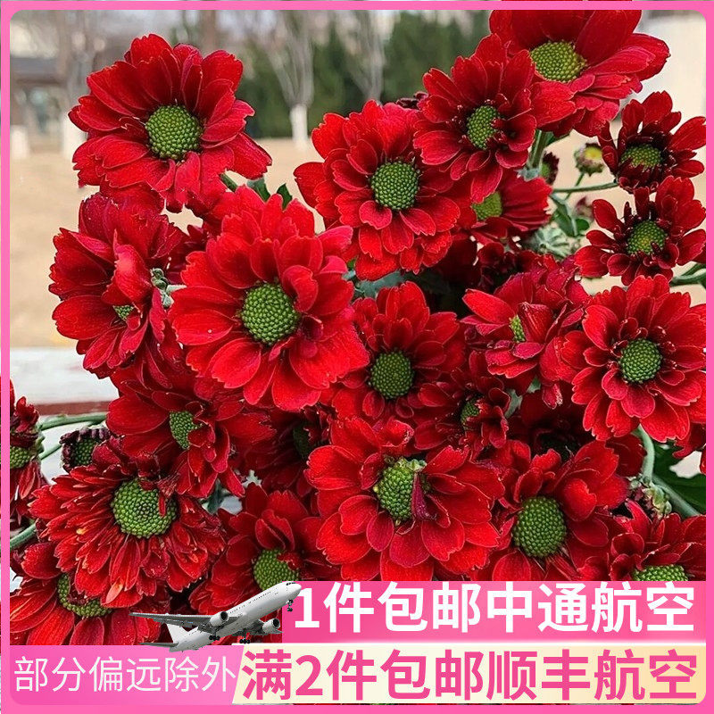 铁锈红鲜花小雏菊小皱菊稚邹菊鲜花云南直发基地昆明斗南多头市场
