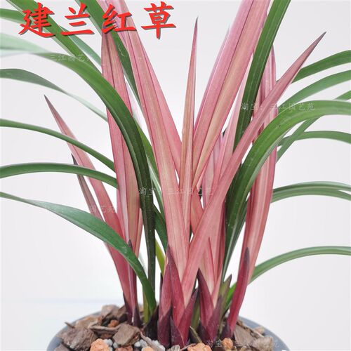 名贵兰花苗建兰四季兰红草红荷室内外客厅阳台绿植花卉浓香好养活
