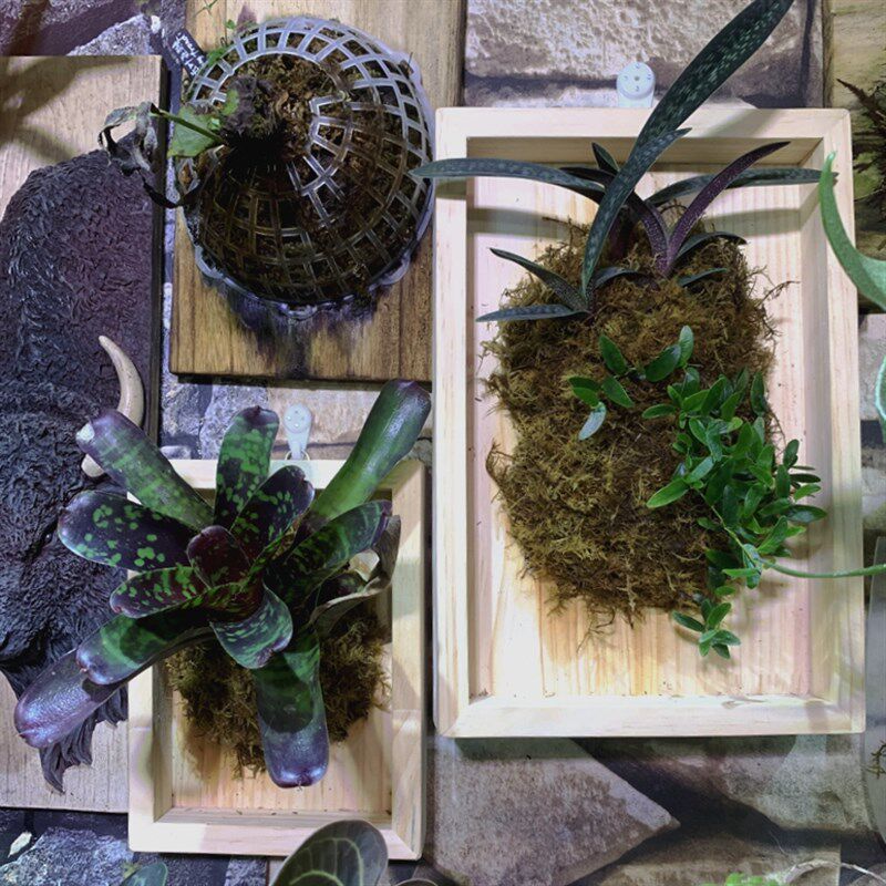 鹿角蕨挂板极简实木垂吊定植板种植板石斛兜兰蝴蝶兰相框透气木板