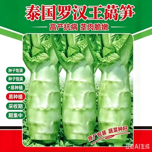 四川罗汉莴笋种籽圆叶粗壮莴苣鸡腿莴笋四季耐热南方蔬菜种子xy2