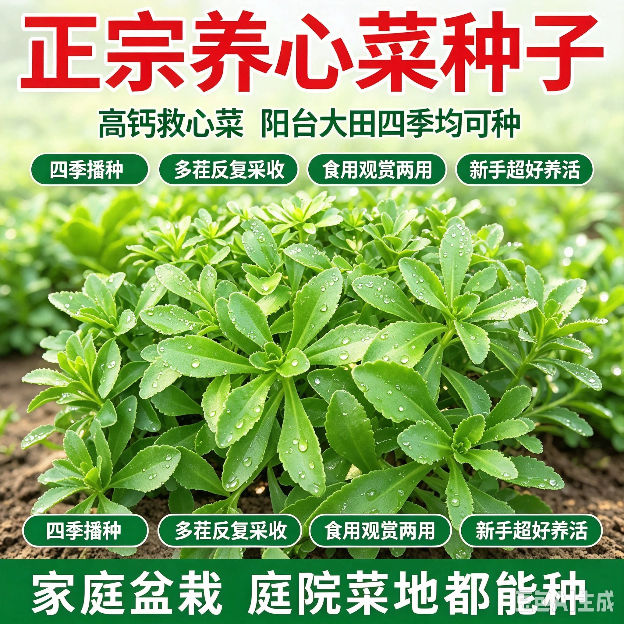 【高钙养心菜种子】菜种子高钙菜蔬菜种子阳台院子种子营养MD