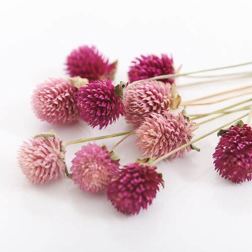 草莓果百千日红火球花干花diy材料包花材摆件真永生花束干花
