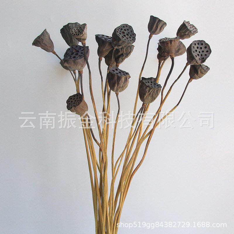 云南永生花保鲜花原杆莲蓬干花原材料拍摄道具厂家