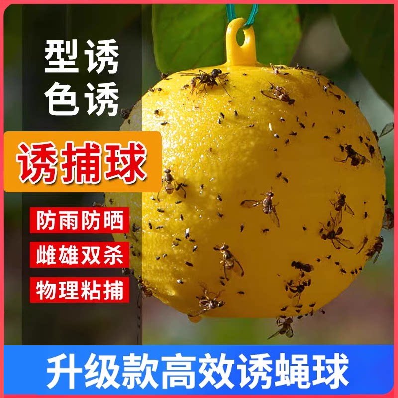 粘虫球丝瓜果实蝇贴诱蝇球针蜂马蜂色引诱剂果蝇诱捕器双面黄板纸