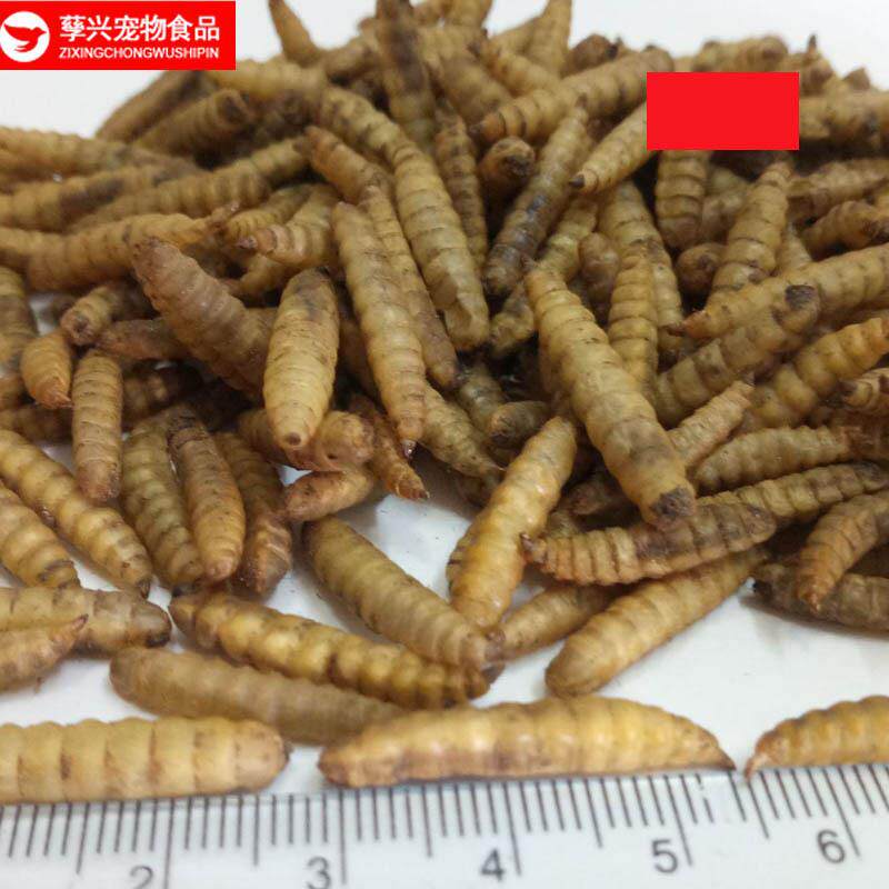 优惠优质昆虫龟饲料鱼粮替代面包虫干蝇蛆干微波烘干黑水虻虫干