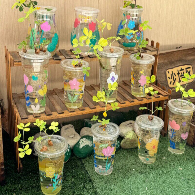 幼儿园水培区植物观察角装饰材料透明杯教室班级主题自然教育道具