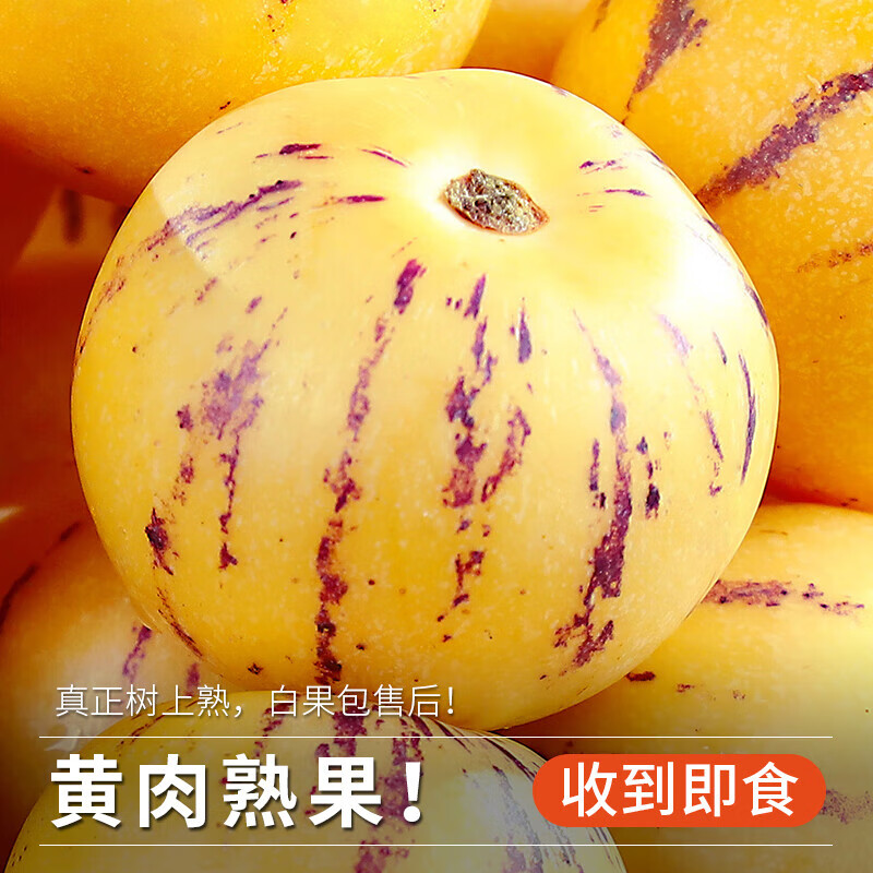 正宗云南石林人参果精品树上熟黄肉清甜低糖即食新鲜水果产地直发