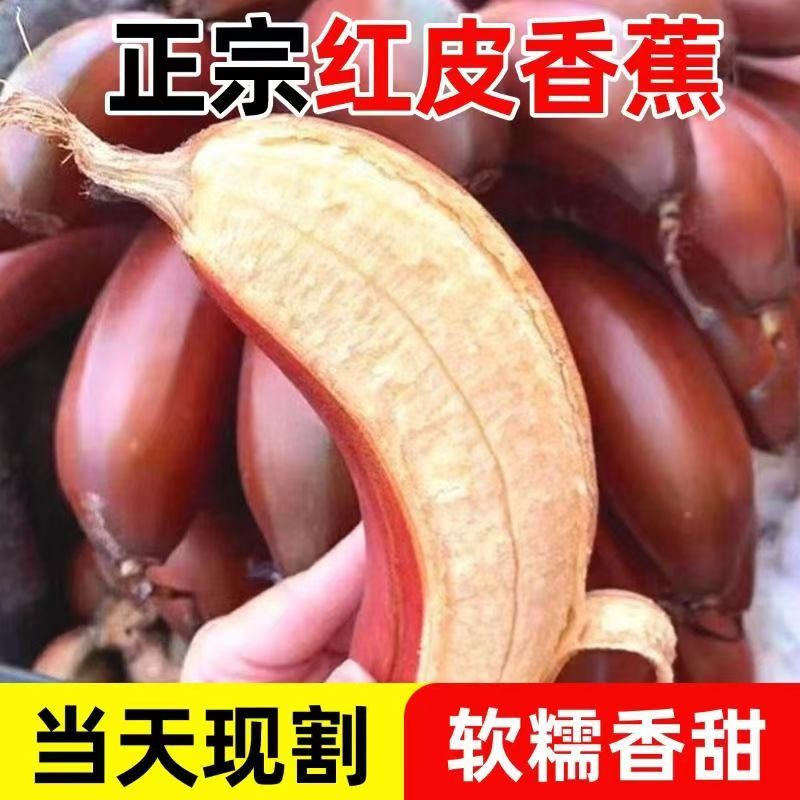 云南西双版纳美人蕉红皮香蕉 软糯绵滑现摘产地直发单根独立装