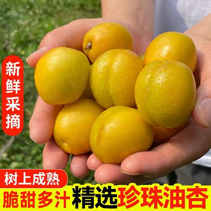 正宗山东珍珠油杏小白杏脆甜多汁新鲜水果孕妇当季产地现摘3斤5斤