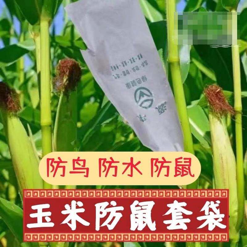 玉米防鼠套袋鸟专用袋农