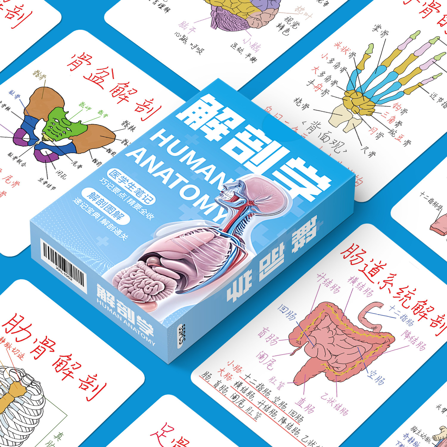 55张人体系统解刨学小卡