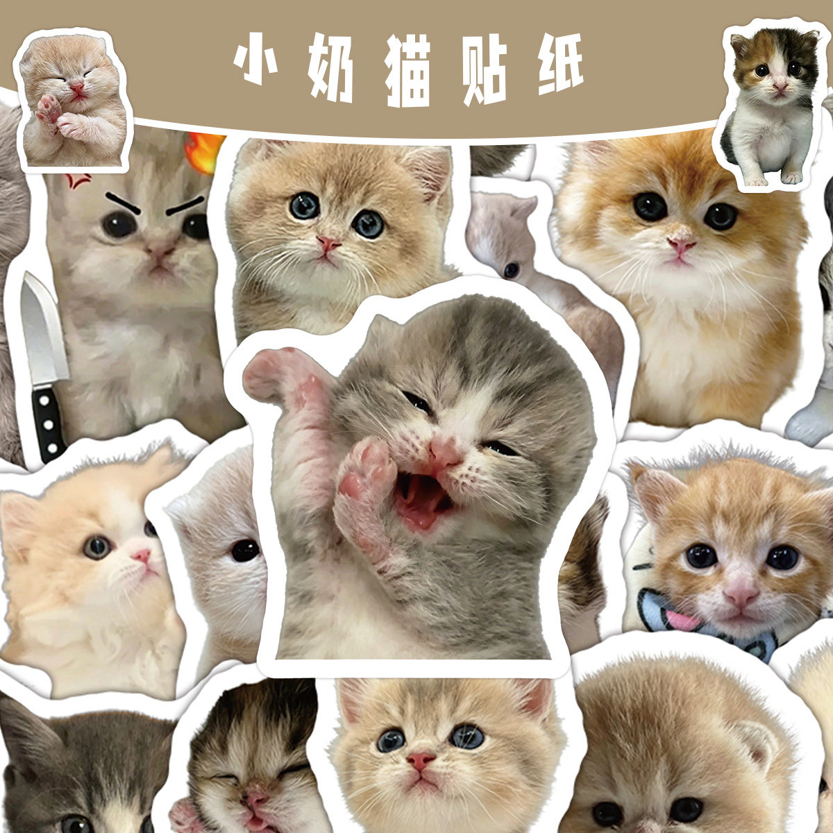 160张网红奶猫日常表情贴高颜值金渐层蓝眼英短幼猫贴纸真实奶猫可爱表情包手机壳行李箱水杯防水DIY装饰贴画