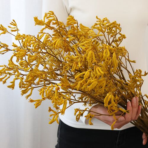 袋鼠爪干花花束客厅摆设天然风干真花干树枝装饰干枝高级感永生花