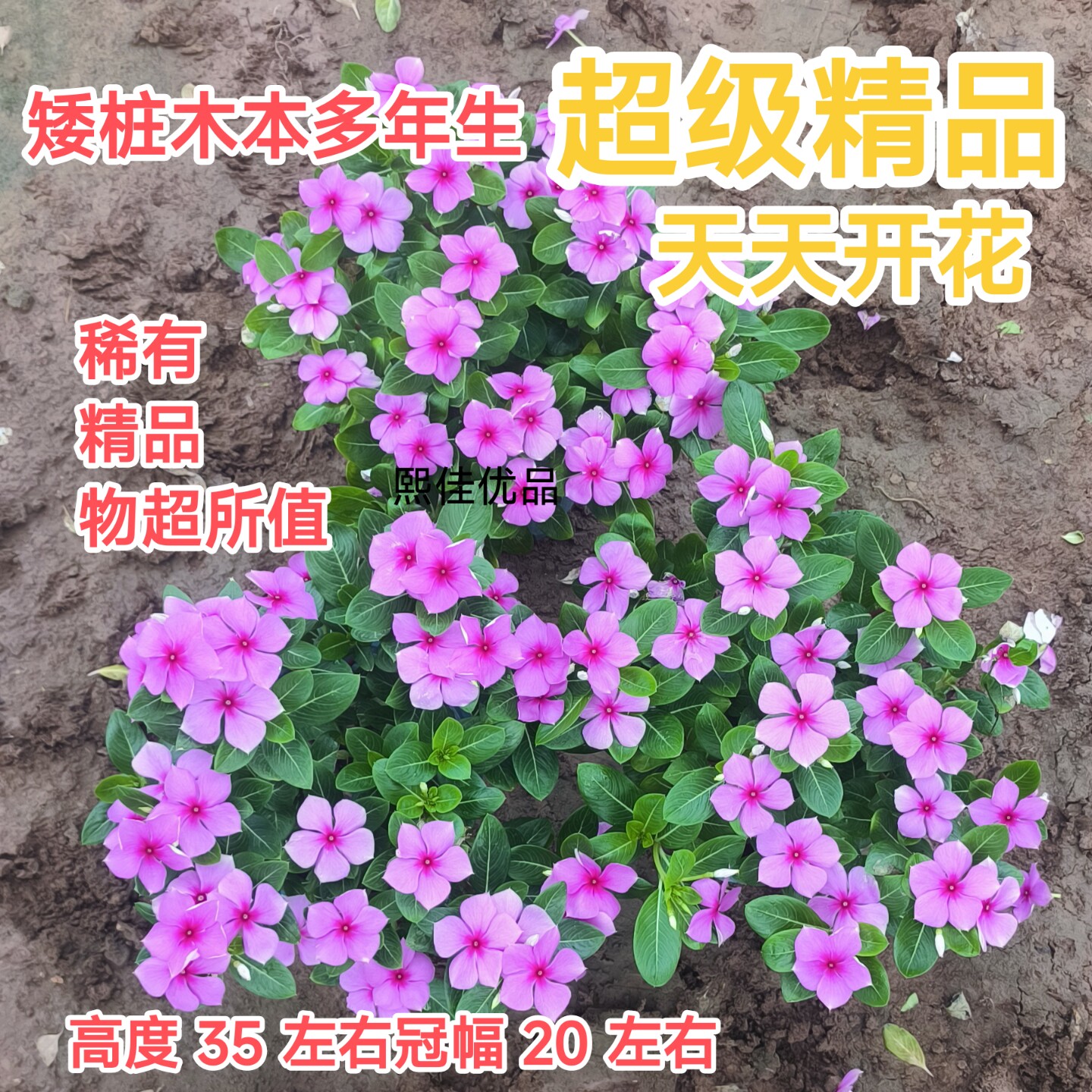 精品三年木本老桩矮桩长春花盆栽天天开阳台庭院四季开花木本植物