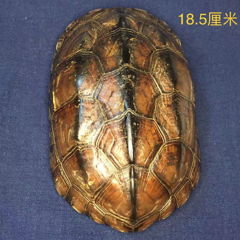 龟趣天然完整干净真乌龟壳文玩手把件家居客厅摆件送礼桌面中式
