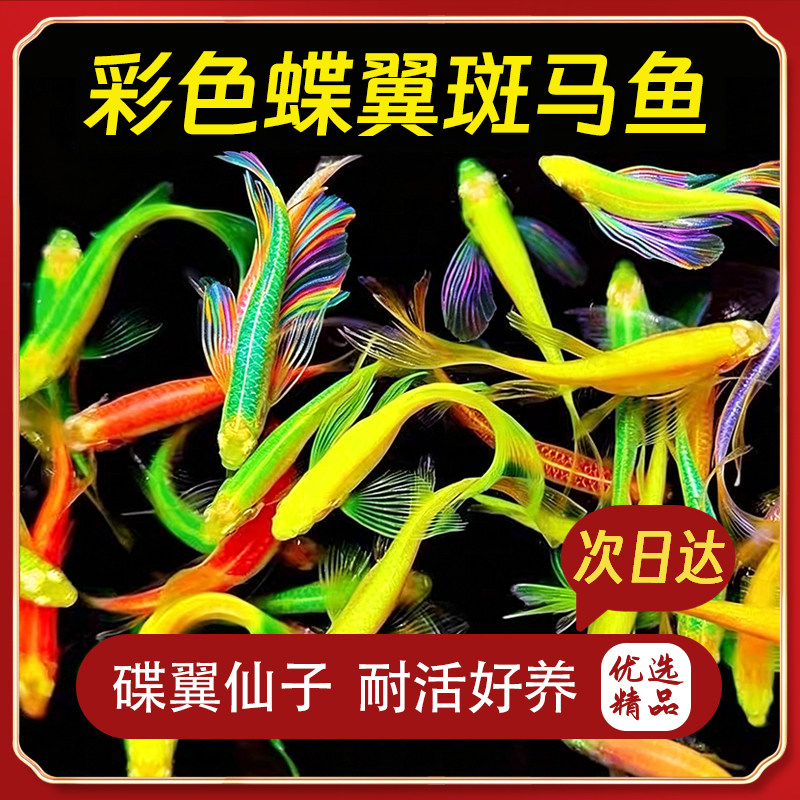 彩色蝶翼斑马鱼活体包活