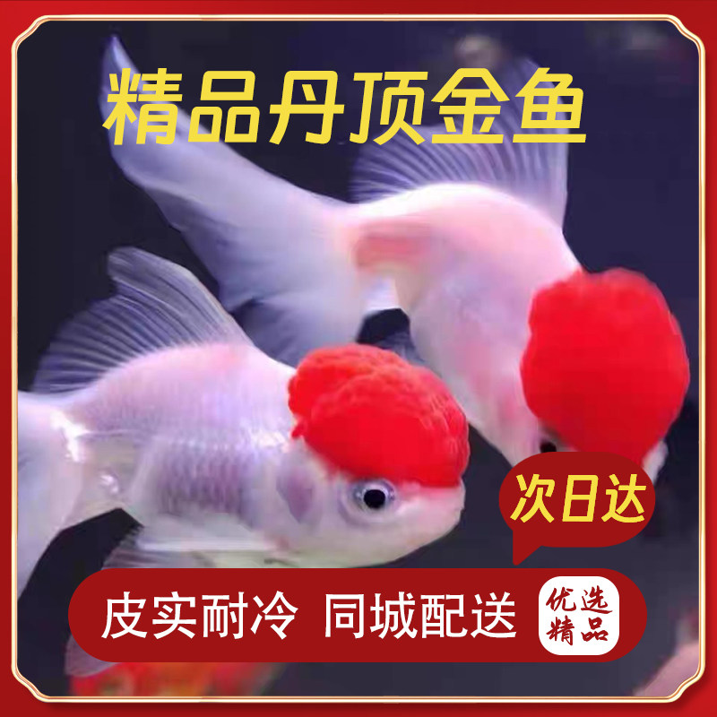 鹤顶红狮金鱼耐活新手易养活体