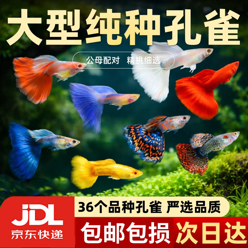 大号孔雀鱼活体观赏鱼 纯种耐活好养优选精品同城次日达 京东快递