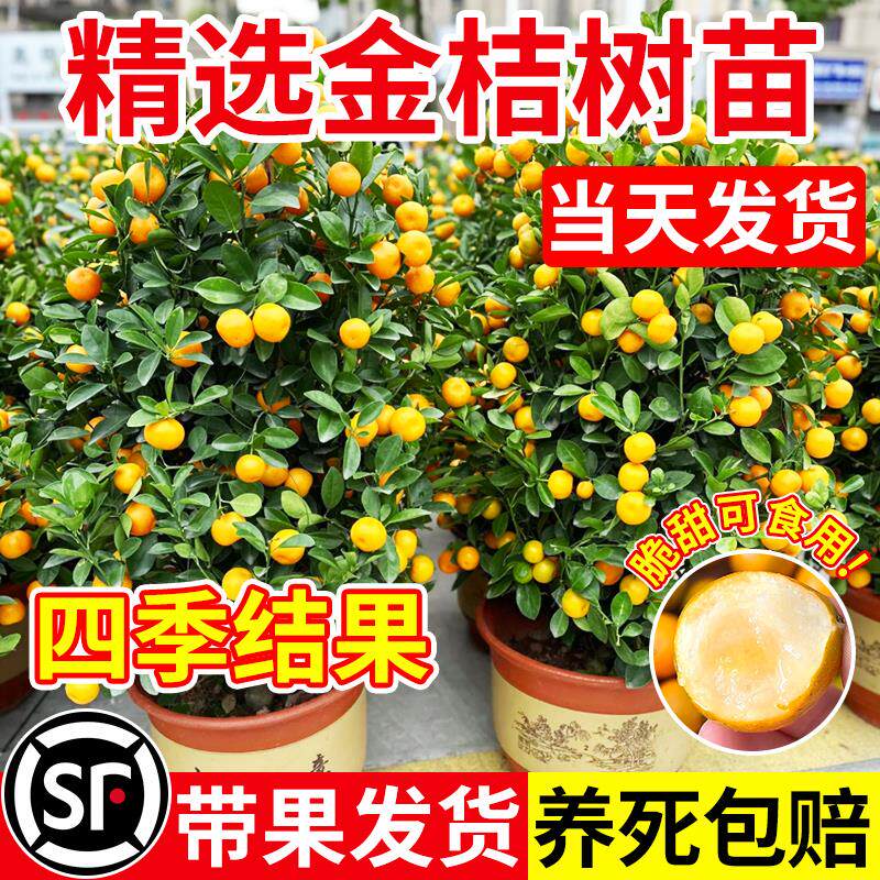 金桔树盆栽树苗可食用带果室内客厅脆皮橘子金桔四季好养果树绿植