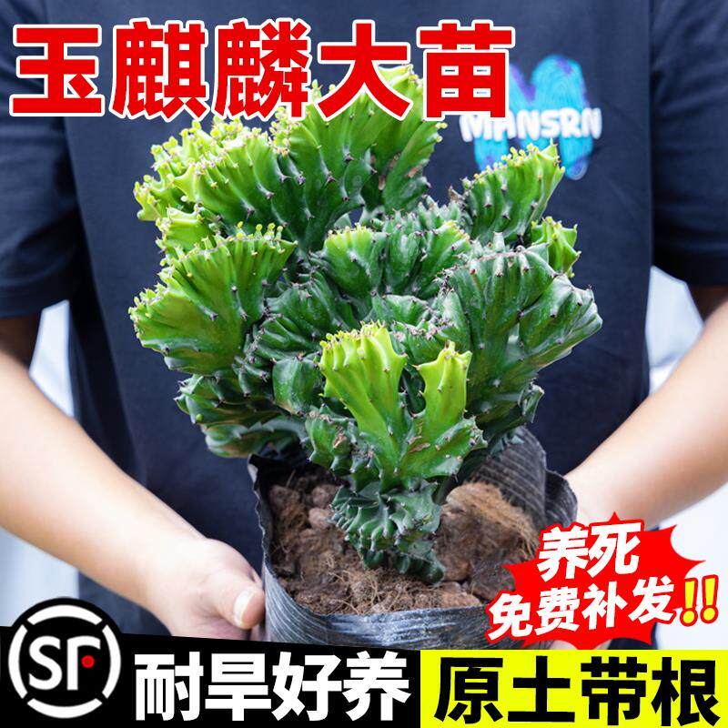 玉麒麟盆栽多肉植物室内客厅办公桌面旺财彩麒麟阳台大棵四季好养