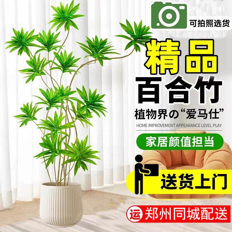 百合竹盆栽大型北欧风格网红盆栽大型植物客厅室内装饰净化空气