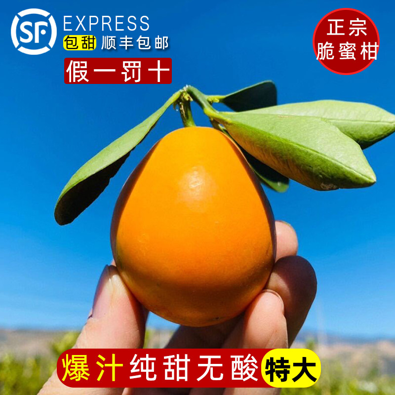 正宗广西融安脆蜜金柑鲜果第三代脆蜜金桔大果独立包装水果礼盒装