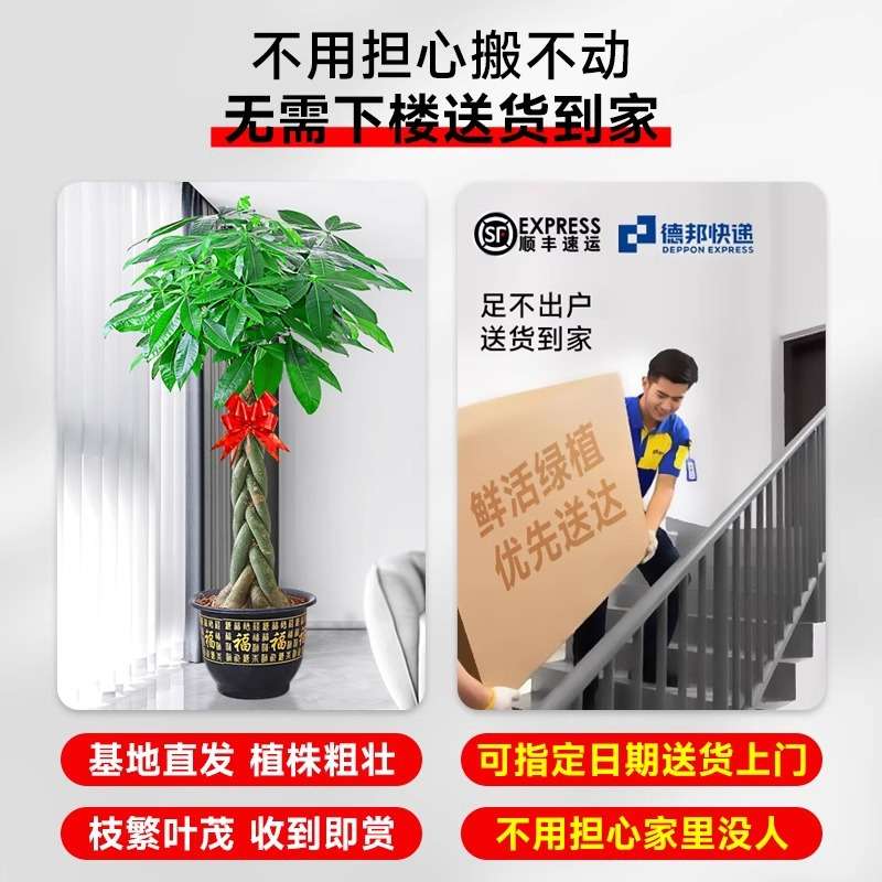 发财树大棵盆栽吸收甲醛客厅大盆栽发财树独干净化空气开业发财树