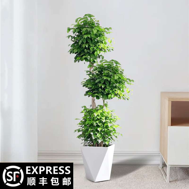 幸福树盆栽室内绿植高杆大型植物绿宝办公室客厅吸甲醛净化空气