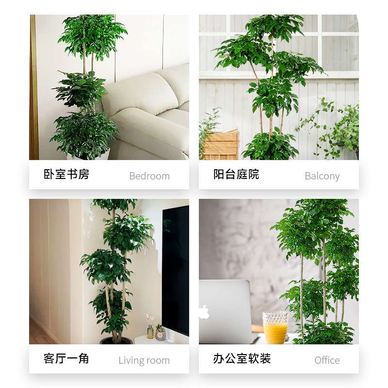 幸福树盆栽植物办公室内好养盆景净化空气吸甲醛大型绿植客厅摆放
