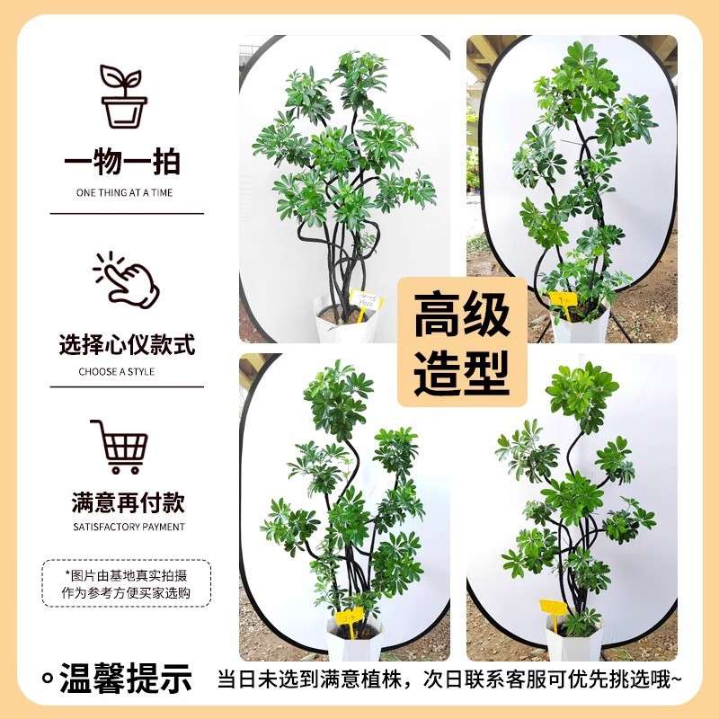网红造型鸭脚木客厅大盆栽鸭掌木鹅掌室内落地大型四季常青绿植物