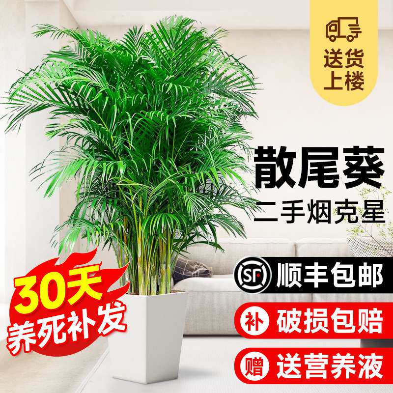 散尾葵绿植物盆栽客厅大型办公室内凤尾竹吸甲醛四季常青好养花卉
