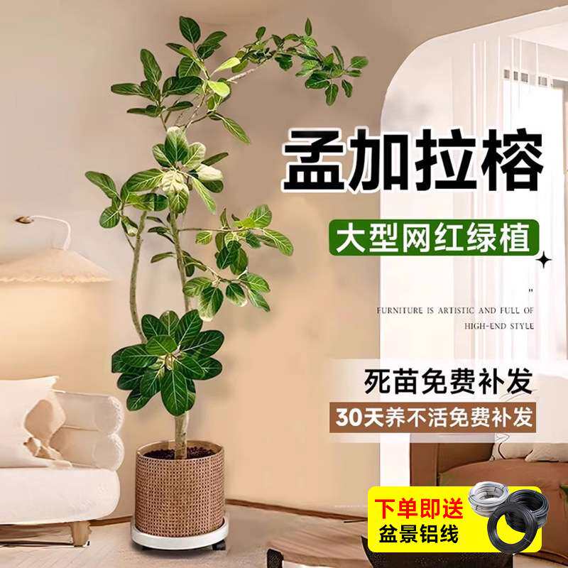 网红孟加拉榕盆栽客厅绿植室内大型黄金榕高山榕树落地真花旺宅树