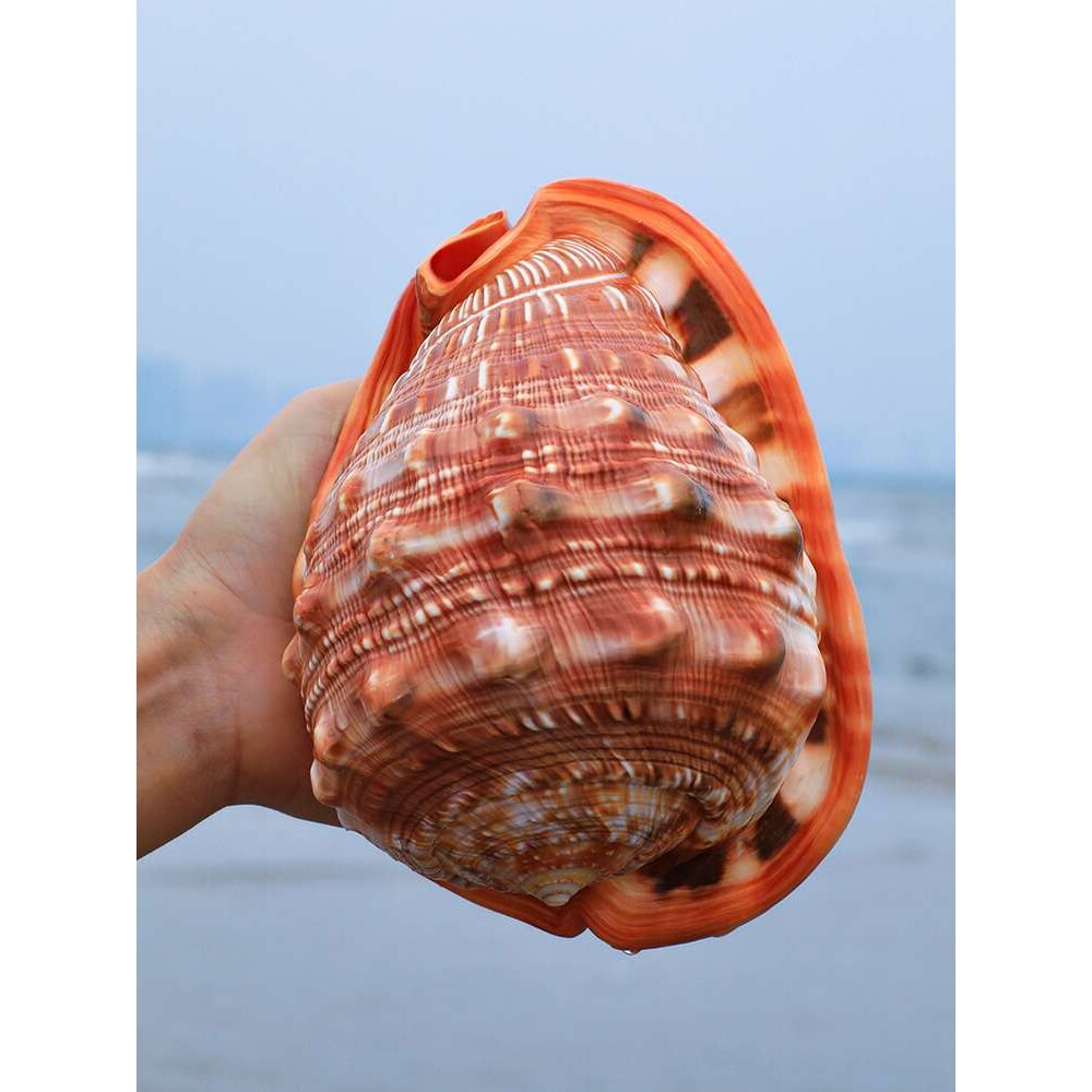 万宝螺天然海螺四大名螺鱼缸贝壳造景水族家居地台装饰品摆件