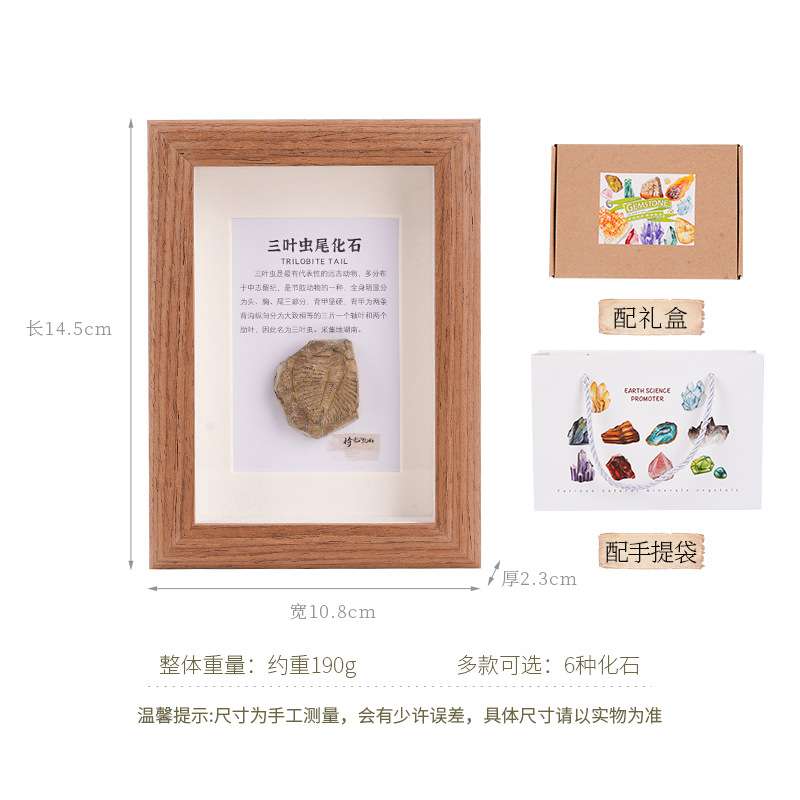 天然古生物化石相框玻璃原木挂画三叶虫菊石海洋动物桌面工艺品摆