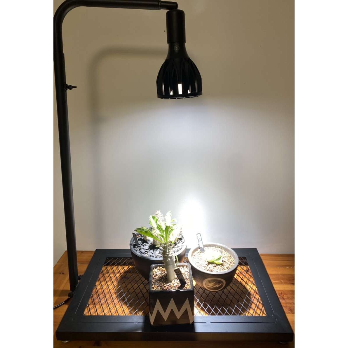 日式块根植物龟甲龙爬藤支架室内盆栽植物攀爬架绿植多肉植物补光