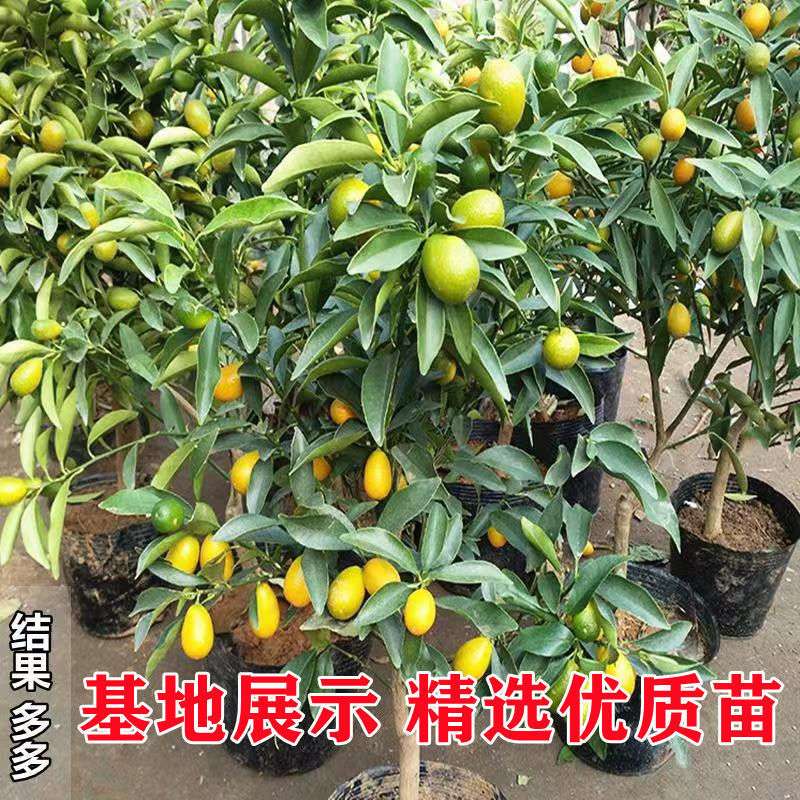 四季金桔树盆栽脆皮金桔开花结果橘子树带果发货适用客厅阳台庭院
