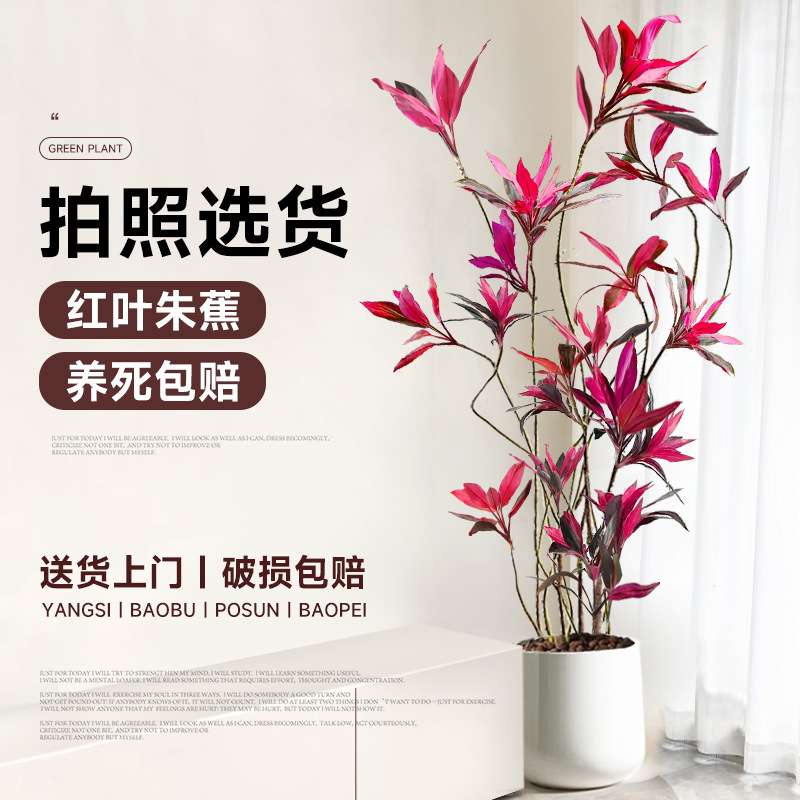 红叶朱蕉客厅大型绿植网红植物室内办公室盆栽吸甲醛落地四季常青