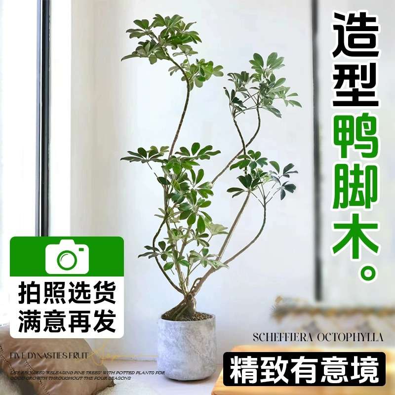 造型鸭脚木客厅大盆栽办公室内大型落地植物吸甲醛四季常青发财树