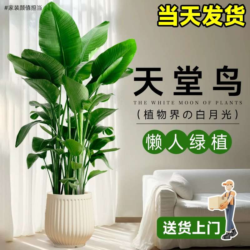 天堂鸟盆栽客厅电视柜室内大型落地绿植真花办公室大叶植物鹤望兰